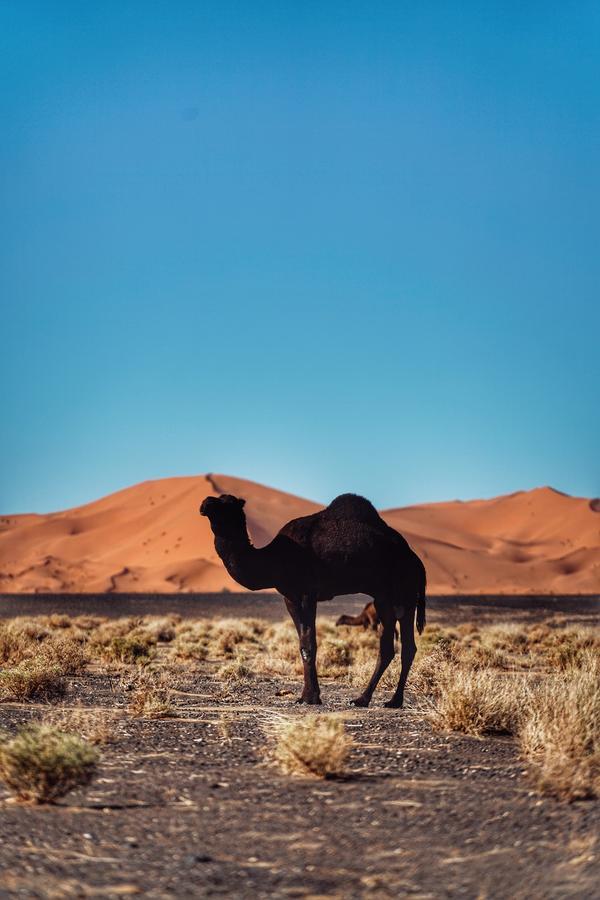 Luxurious Merzouga Desert Camps Exterior foto